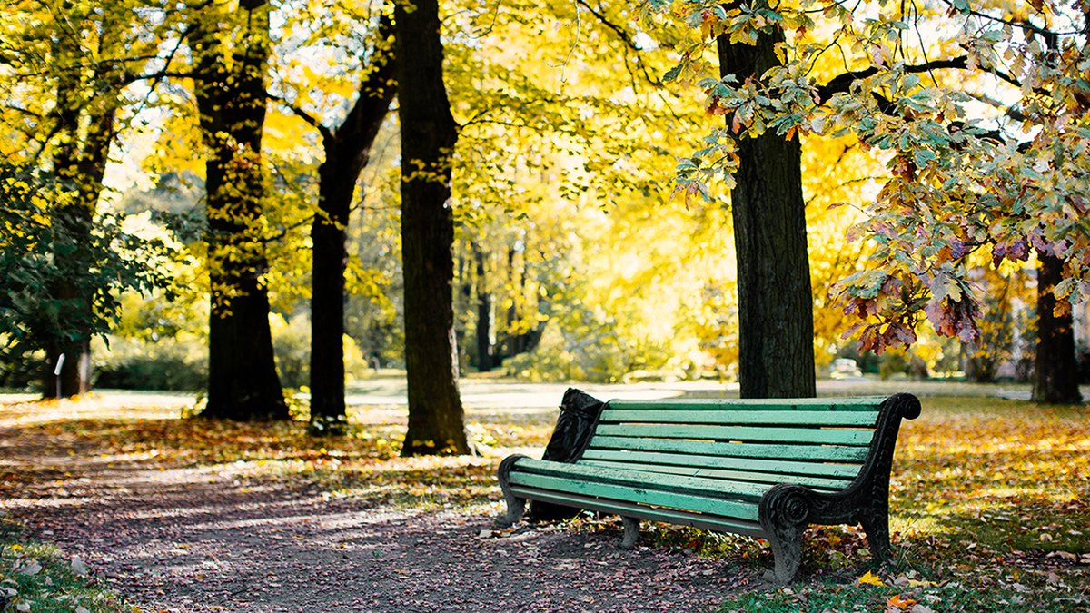 A park path and bench surrounded by autumn leaves